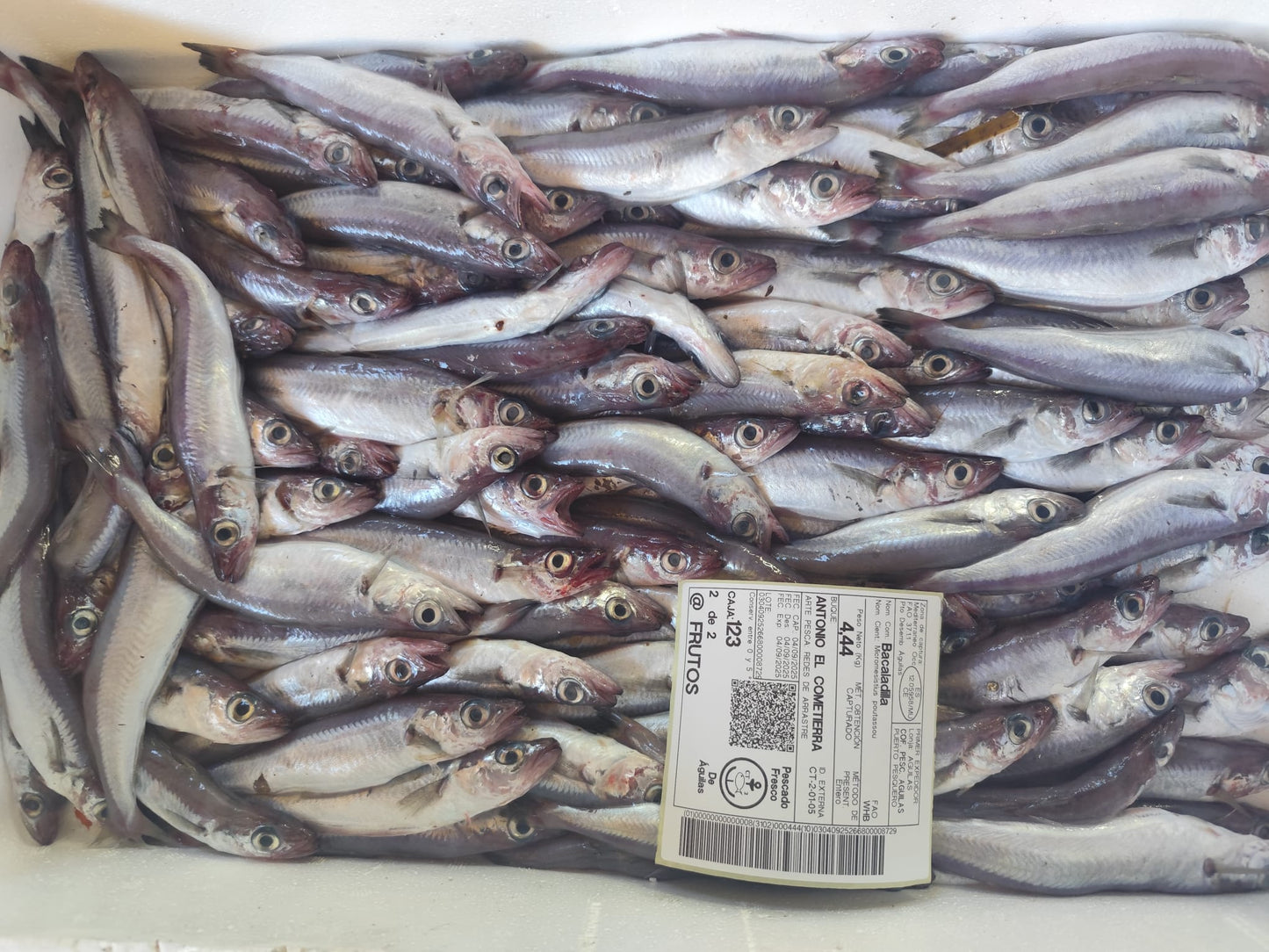 Bacalailla del Mediterraneo