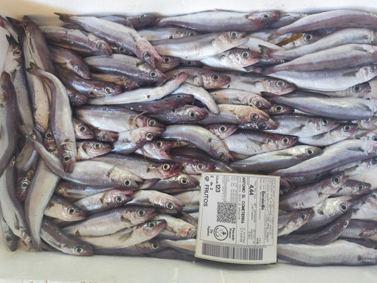 Bacalailla del Mediterraneo