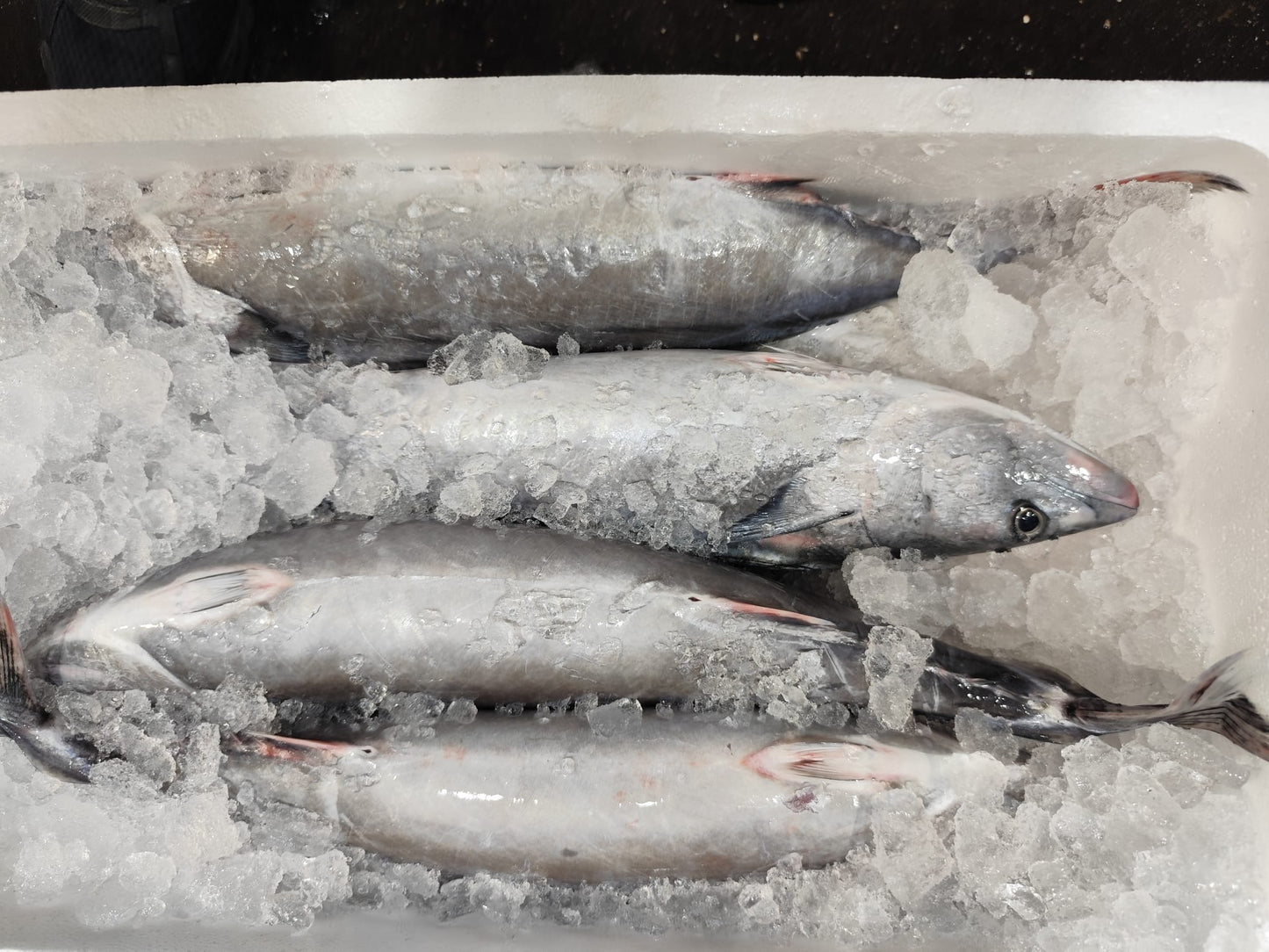 Bonito del Mediterraneo