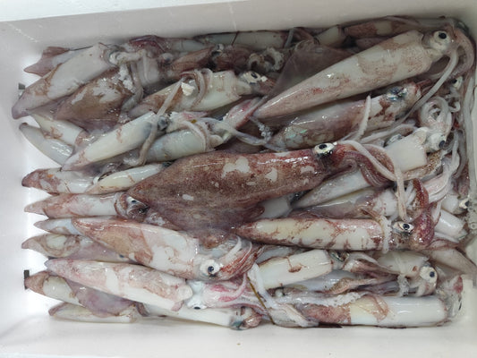 Calamar de Potera de Águilas