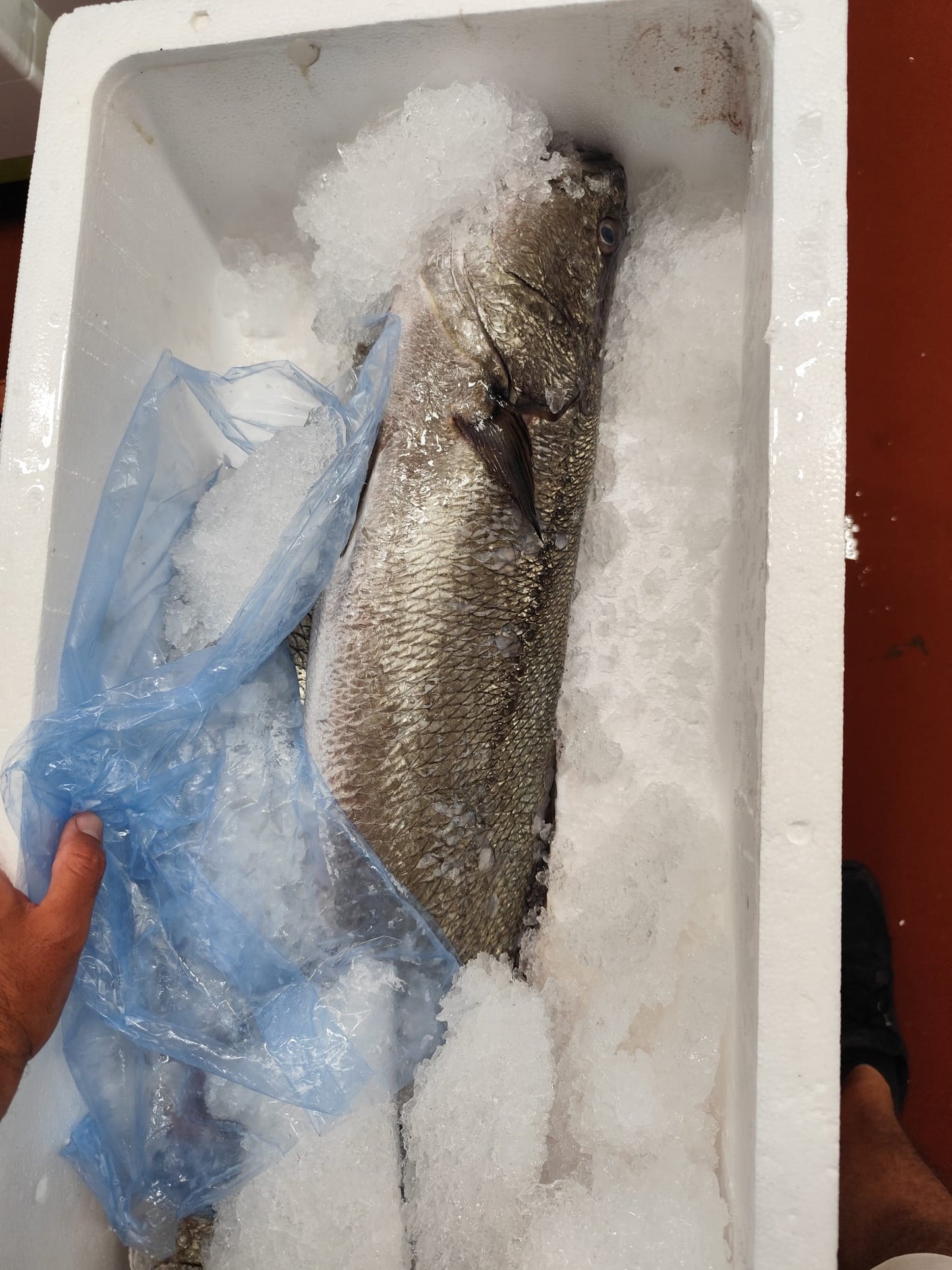 Corvina