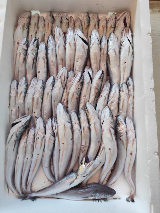 Pescadilla/ Merluza