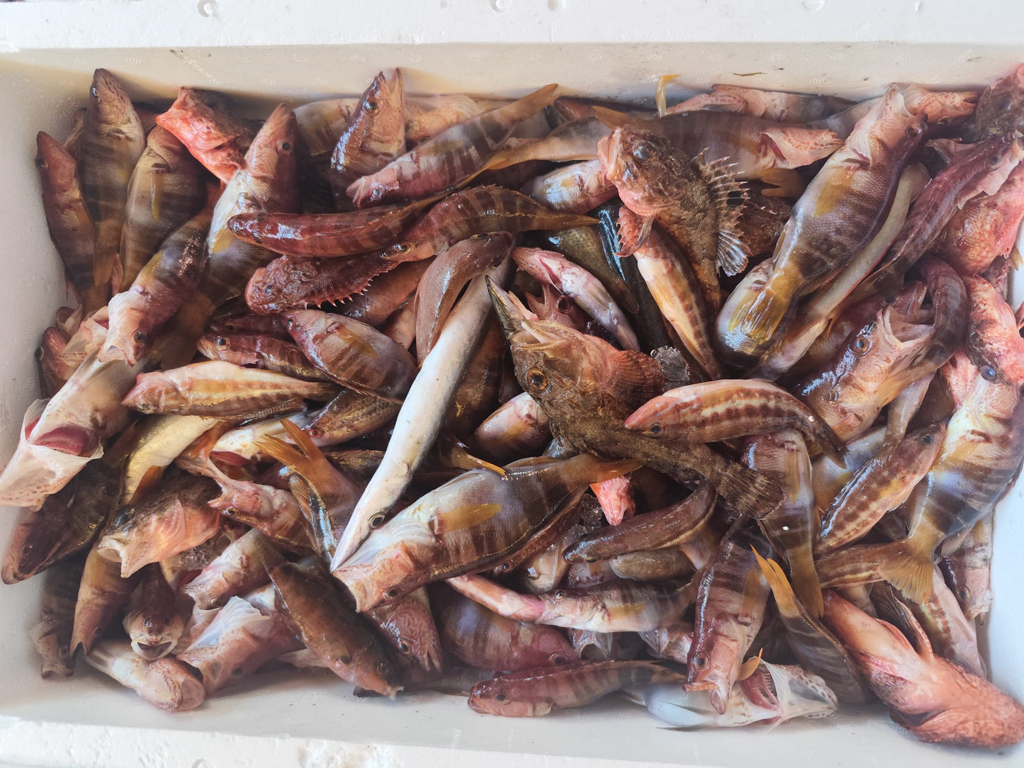 Pescado para Caldero